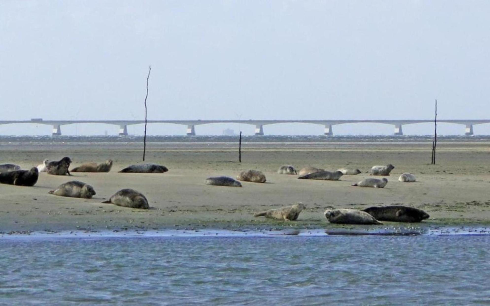 Waterland Daire Ooltgensplaat Dış mekan fotoğraf